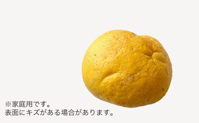 土佐文旦　家庭用5kg（池上果樹園）