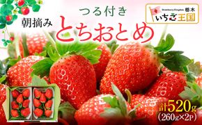 【先行予約】いちご とちおとめ つる付き 2パック箱 ※2027年2月～発送