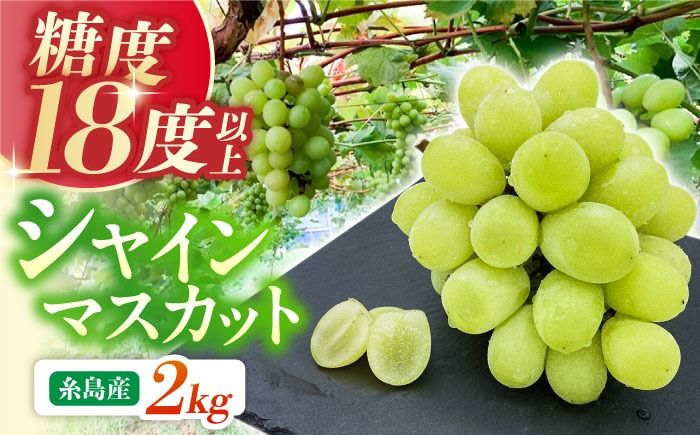 [先行受付][糖度18度以上] 糸島産 シャインマスカット 2kg [2026年8月中旬より順次発送]糸島市 / 和饗エコファーム フルーツ 果物[AVI007] シャインマスカット マスカット ぶどう ブドウ フルーツ 果物 甘い 高糖度