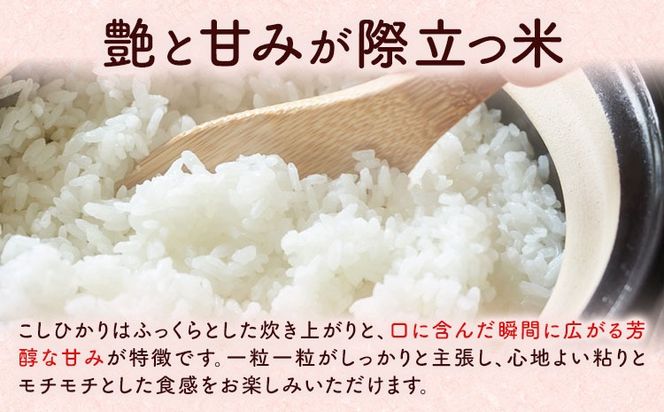 【先行予約】米 令和8年産 阿蘇こしひかり 10kg (5kg×2袋) ますだふぁーむ《9月末-10月末頃出荷》熊本県 南阿蘇村 米 お米 白米 精米 国産米 こしひかり コシヒカリ 産地直送---sms_msfkh_dk9_26_23000_10kg---