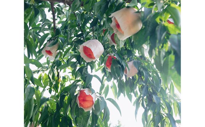 SANUKIFROZEN 桃 100g×8袋 372013_KF013