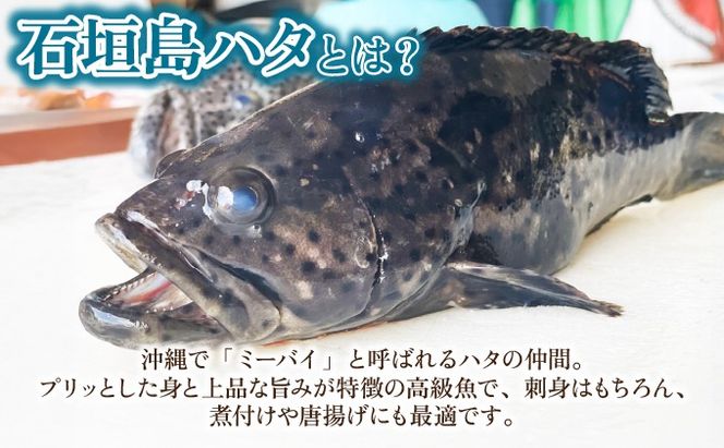 石垣島 ハタ ハーフフィーレ | 勝水産 ミーバイ ヤイトハタ 沖縄県石垣市 石垣 沖縄 石垣市 石垣島 KS-15