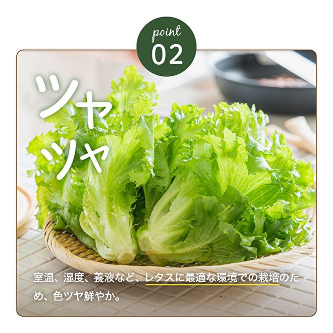 レタス ピュアリーフ 4個入り  リーフレタス 栽培期間中 無農薬 野菜 季節の野菜 旬の野菜 新鮮 サラダ 付け合わせ  最新植物工場レタス