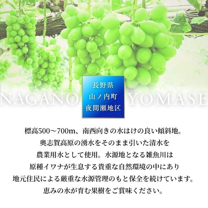 【2026年10月発送】シャインマスカット 訳あり家庭用 約2kg 4～6房 マスカット ぶどう 果物 信州 長野