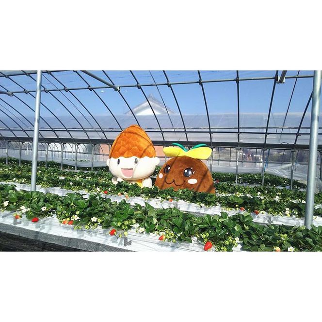 冷凍イチゴ（クラッシュタイプ）
※着日指定不可
※北海道・沖縄・離島への配送不可