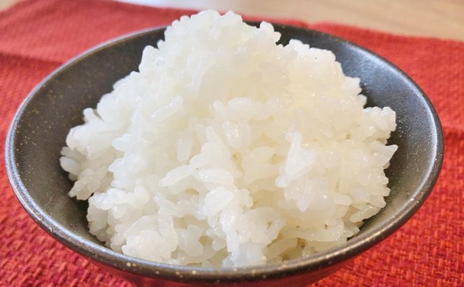 米 2025年産 十日町産こしひかり 精米10kg コシヒカリ コメ 十日町市 