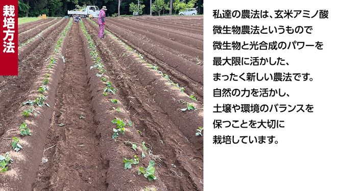 ＼ 選べる内容量 ／ 茨城県産 紅はるか 5kg 10kg 土付き 無選別 熟成 さつまいも 生芋 芋 サツマイモ 甘い 焼き芋 スイートポテト ねっとり つくばみらい市 茨城県産