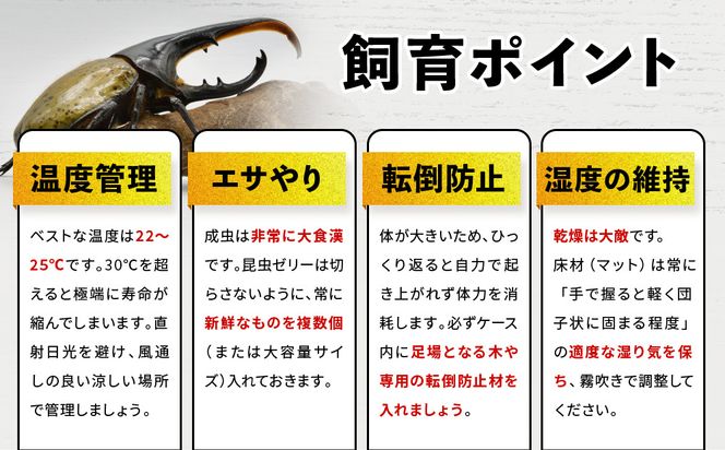 ヘラクレスオオカブト メス 1匹 サイズフリー　※配送不可地域あり 304018_CW007