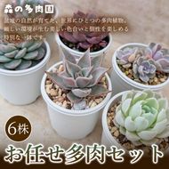 【初めての方にも育てやすい】色づきの美しい多肉植物お任せ多肉セット（6株）  1セット 多肉植物 多肉 植物 家庭菜園 初心者 簡単 厳選 無加温  美しい ハウス 色鮮やか 輸入苗 名張市特有 盆地気候 三重県 名張市