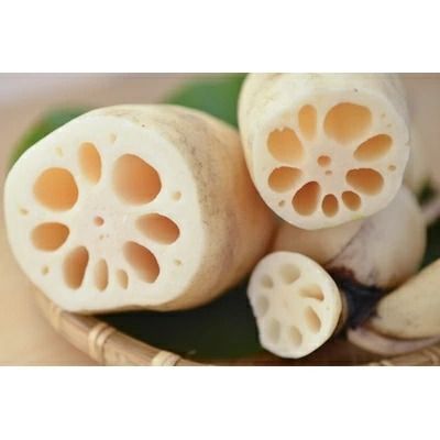 鈴木農園のれんこん親子ギフト 3kg ※離島への配送不可 ※2025年12月下旬～2026年4月上旬頃に順次発送予定