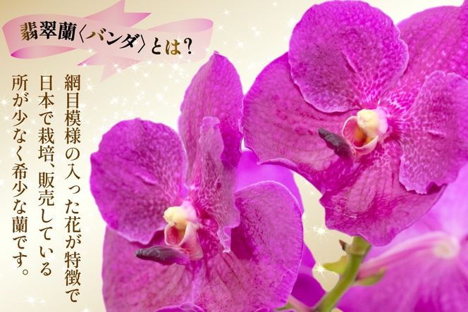 AI175 希少な花「華やかな恋」の予感 翡翠蘭(バンダ) 切り花 5本 セット ピンク [ 植物 花 ガーデン 希少 インテリア かわいい 個性的 北尾洋蘭園 長崎県 島原市 ]