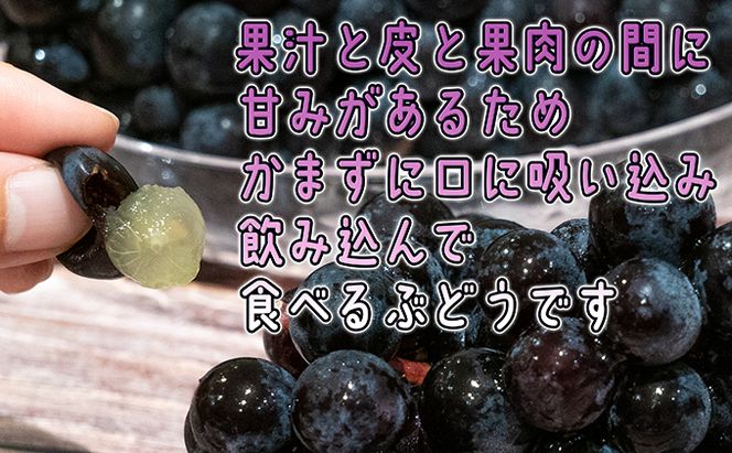 1～2月 津軽ぶどう村 秀品 スチューベン ぶどう 約 3kg  訳あり 家庭用 【 青森ぶどう 青森県鶴田町産 11月 12月 果物 フルーツ ポリフェノール 甘い 高糖度 美味しい 
