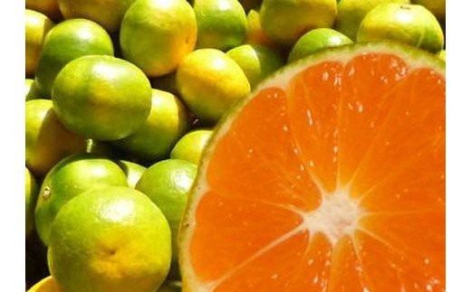 ＼光センサー選別／ 【先行予約】＼数量限定／ 希少品種 ご家庭用 ゆら早生みかん 約2kg サイズ混合【2025年10月上旬頃より順次発送】【nuk143D】