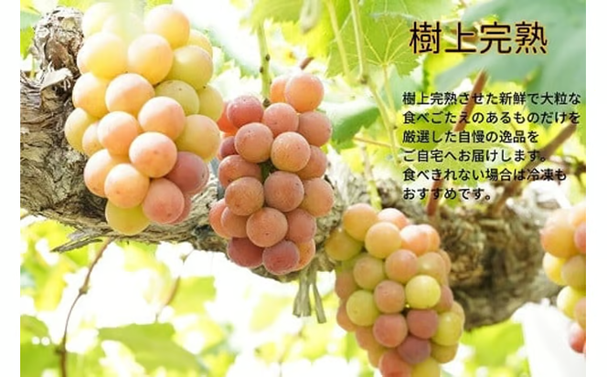 【2026年先行予約】 厳選 岡山県産 悟紅玉 1.0㎏以上 2房 旧ゴルビー / 産地直送 朝採れ ぶどう 葡萄 先行予約 くだもの フルーツ 真庭市 【kgftmt006-02】