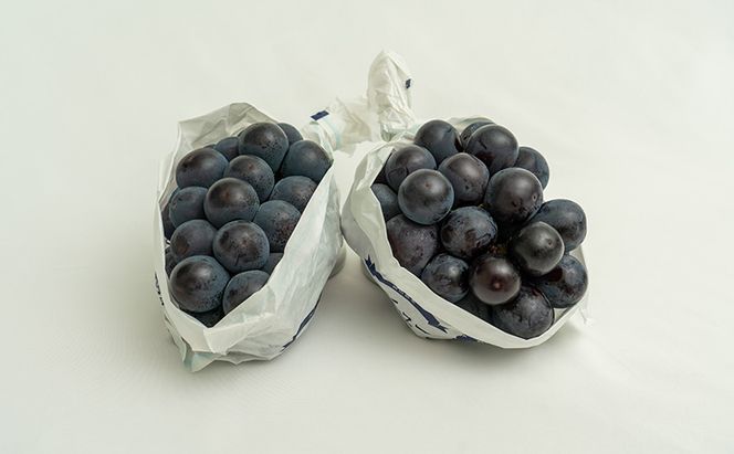 ぶどう 2026年 先行予約 ニュー ピオーネ 2房（合計約1.1kg）化粧箱入り ブドウ 葡萄  岡山県産 国産 フルーツ 果物 ギフト  