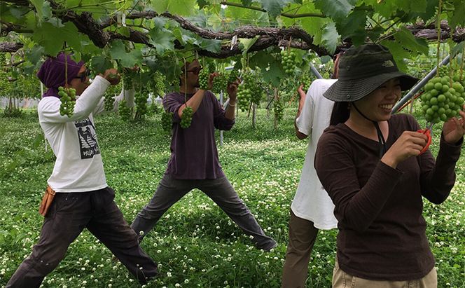 【完全無添加】【安心安全】【こだわりの搾汁製法】種あり巨峰ジュース300ml×4本セット【栽培期間中 除草剤・ネオニコチノイド系農薬・化学肥料不使用】 果実飲料 フルーツジュース 飲み物 グレープジュース