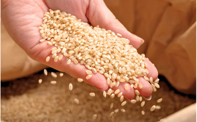 【令和7年産】 岡山県真庭市産 蒜山米 あきたこまち 玄米 10kg / 真庭市 岡山県 令和7年産 2025年産 新米 玄米 数量限定 2025年9月下旬～順次発送予定 【agurih002-03】