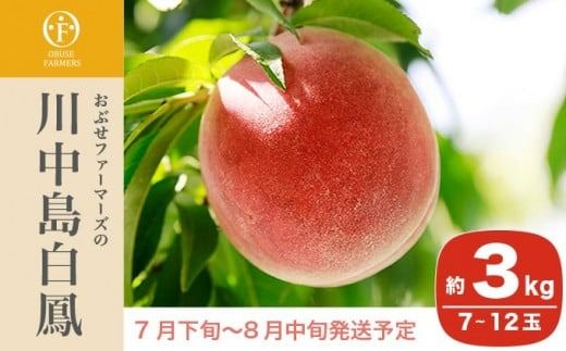 川中島白鳳 約3kg 7～12玉 ［おぶせファーマーズ］果物 フルーツ 桃 もも モモ クール便 冷蔵便 長野県産 信州産 令和7年産【2025年7月下旬〜8月中旬発送】［F-14］