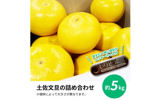 【CF-R7hbk】TKA040　先行予約 土佐の柑橘 土佐文旦 5kg 詰め合わせ （皮むき機）付き 文旦 5キロ ぶんたん 柑橘 高知県 高知 返礼品 故郷納税 16000円 果物 くだもの フルーツ お取り寄せ 美味しい おいしい ギフト プレゼント 贈答品 贈り物 お歳暮 御歳暮 熨斗 のし 常温