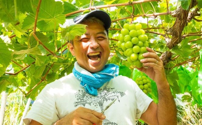 桐箱入 シャイン マスカット 1房 750g以上 葡萄 ぶどう フルーツ 岡山 高梁市産 赤迫農園 2026年 先行予約 果物 デザート 愛情 最高 新鮮 桐箱入り 美味しい 