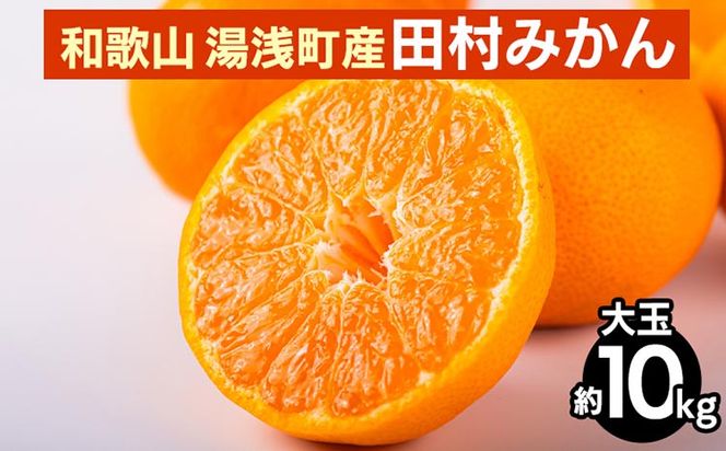 【先行予約】 田村みかん 10kg 【大玉】 和歌山 湯浅町産