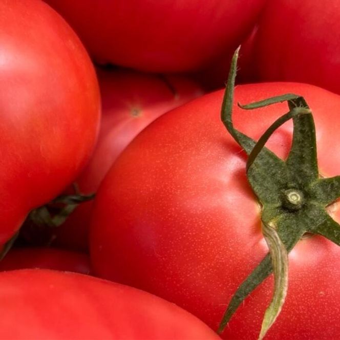 鈴鹿山麓トマト「ハウス桃太郎」、「レッドオーレ」、「カラフルミニ」の3種詰め合わせ（合計4kg）【トマト ミニトマト 採れたて 自然 栽培 水耕栽培 野菜 甘い あまい おいしい 美味しい 三重県 四日市市 ふるさと納税】