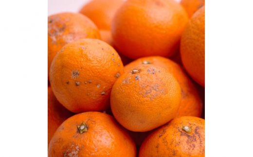 ＜2月より発送＞家庭用 清見1kg+250g（傷み補償分）【光センサー食頃出荷】【樹上完熟きよみオレンジ・清見タンゴール・清美】【わけあり・訳あり】【ikd164B】