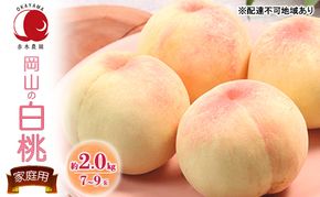 桃 2026年 先行予約 ご家庭用 岡山の白桃 約2.0kg 7～9玉 白桃 もも モモ フルーツ 果物 国産 赤木農園