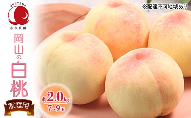 桃 2026年 先行予約 ご家庭用 岡山の白桃 約2.0kg 7～9玉 白桃 もも モモ フルーツ 果物 国産 赤木農園