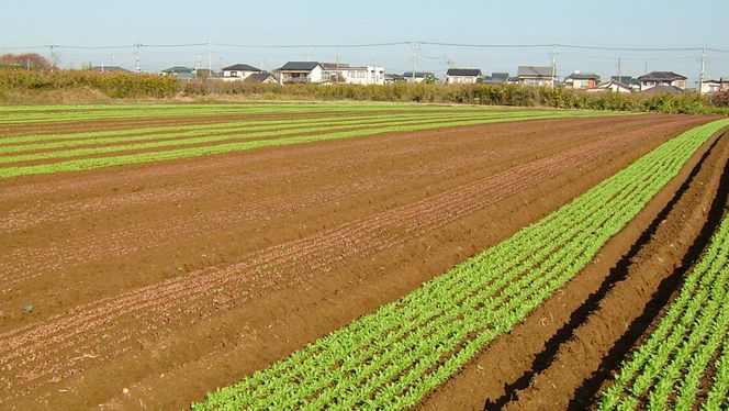 【 定期便 年4回お届け！】四季の 有機野菜 色とりどりセット 野菜 野菜セット 詰め合わせ 有機 無農薬 JAS認定 無化学肥料 おまかせ 野菜スティック レインボーフューチャー [AL001ci]