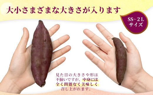 【訳あり】生芋10kg　SSサイズ～2Lサイズ（サイズバラ）　※離島への配送不可