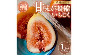 期間限定【農園のめぐみ】甘味が凝縮いちじく750g×1《 数量限定 限定 果物 くだもの フルーツ いちじく 無花果 送料無料 》【2500C08201】