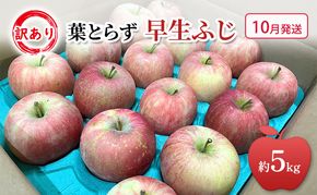 【平均糖度12度以上】10月発送 家庭用 訳あり 早生ふじ 約 5kg りんご リンゴ 林檎 果物 フルーツ わけあり 青森