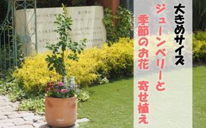 苗木 大きめサイズ ジューンベリーと季節のお花 寄せ植え 配送不可 北海道 沖縄 離島 植物 ガーデニング 庭 インテリア 癒し 玄関先 テラコッタ鉢 鉢植え 