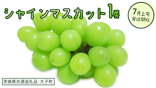 シャインマスカット １房(茨城県共通返礼品：大子町)　ぶどう 葡萄 ブドウ マスカット フルーツ 果物 スイーツ