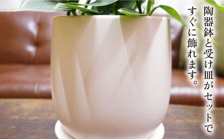 シルバーリーフが美しい『 フィロデンドロン ・ シルバーメタル 』 糸島市  / cocoha 観葉植物 [AWB029] 観葉植物 グリーン 緑 インテリア 雑貨 暮らし 植物 室内 おしゃれ ギフト