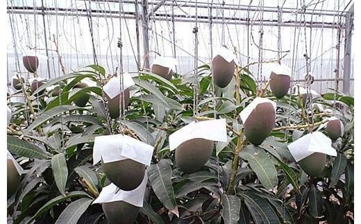 【先行予約】マンゴー(アーウィン種) 8～12玉 約5kg IF-3