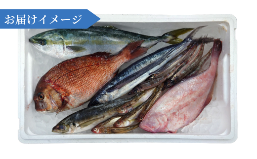 【兵庫県香住産 香住の朝獲れ地魚セット 期間限定 新鮮 鮮魚 4～5種類詰め合わせ（1.5kg～2kg程度） 冷蔵】旬の鮮魚 内蔵処理可 期間限定 ふるさと納税 お刺身 煮魚 焼魚 フライ 詰め合わせ セット 兵庫県 香美町 香住 宿院商店 33-11