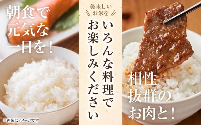 【令和7年産】 熊本県八代市産 森のくまさん 農家のとっておき 5kg×2袋 米 お米 精米  国産 白米 ごはん ご飯