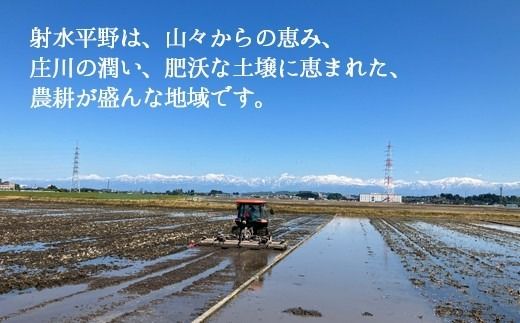 【6ヶ月定期便】【射水市】【射水の美味しいお米】若竹のお米 R8年度産コシヒカリ5kg | 新米 先行予約 令和8年産米 ブランド米 こしひかり 銘柄米 こめ 白米 富山県 ※離島への配送不可 ※2026年10月上旬～10月下旬頃に順次発送予定