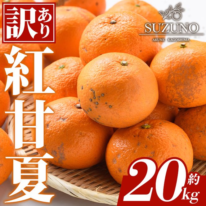 ＜先行予約受付中！2027年1月中旬以降順次発送予定＞訳あり 紅甘夏 (約20kg) 国産 鹿児島県 阿久根市 果実 果物 フルーツ 柑橘 紅甘夏 みかん ミカン 期間限定 数量限定 【SUZUNO】akn109-05
