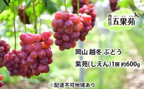 越冬 ぶどう 紫苑 （しえん）1房 約600g  岡山県産 四代目 五果苑 果物 フルーツ 樹上完熟 平均糖度20度 風味豊か 減農薬 果汁たっぷり 