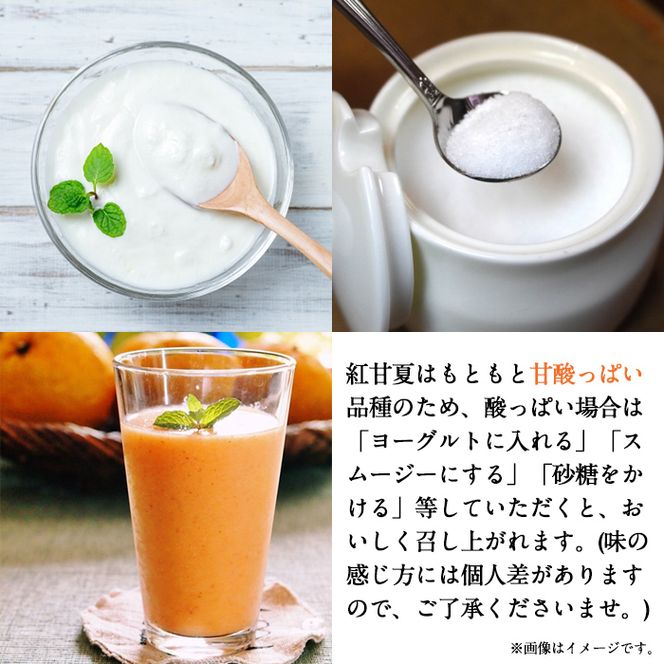＜先行予約受付中！2027年1月中旬以降順次発送予定＞訳あり紅甘夏(約20kg) 国産 鹿児島県 阿久根市 果実 果物 フルーツ 柑橘 紅甘夏 みかん ミカン 期間限定 数量限定【桐野柑橘株式会社】akn070-09