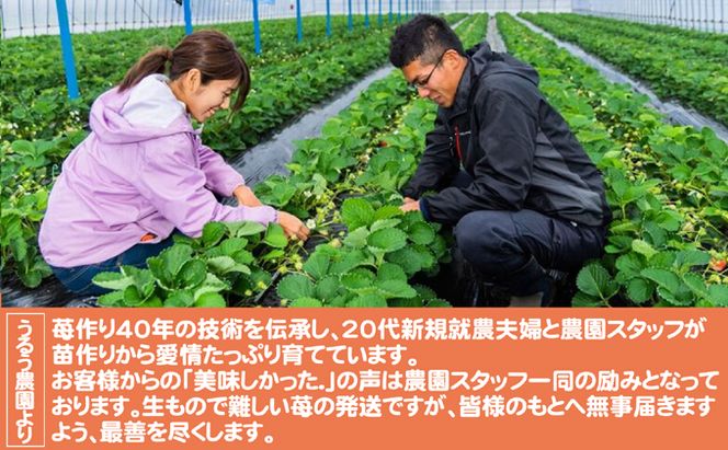 いちご うるう農園の冷凍あまおう 約2kg ※配送不可：離島