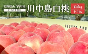 【2026年8月～発送】桃　川中島白桃　約3kg もも フルーツ 果物 お取り寄せ 長野県 山ノ内町