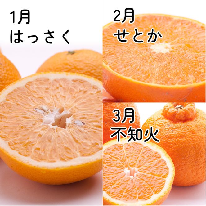 家庭用 柑橘定期便S（1～3月）全3回 ［IKE303］ 303446_BB90212