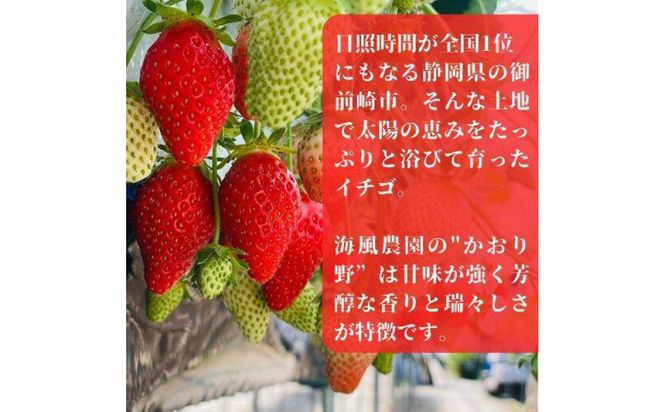 【訳あり】《限定1月発送》  朝採り同日出荷 いちご　御前崎産かおり野　訳ありお得パック 1.3kg｜フルーツ 果物 くだもの 果実 おやつ デザート 静岡 222232_BQ011