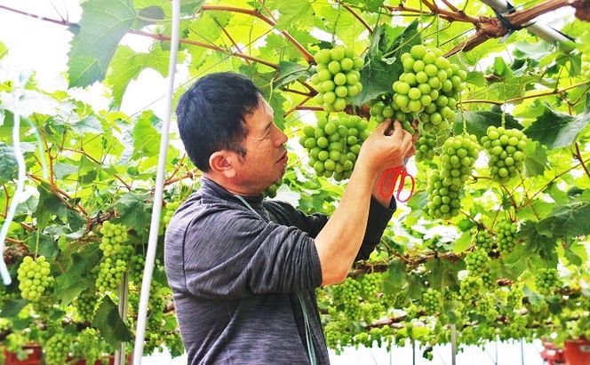 【 2026年 先行予約 】ぶどう 岡山県産 シャインマスカット 1房(約700g以上) 食べ比べ 定期便 3回 コース 《2026年9月-12月出荷》 葡萄 ブドウ 岡山県産 フルーツ 果物 数量限定 里庄町 
