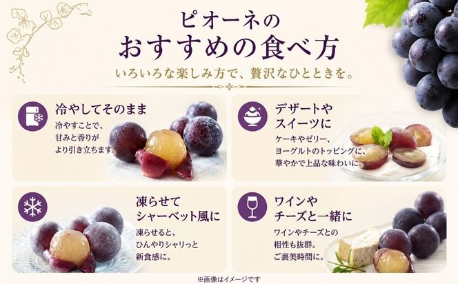 FB002【2026年 先行予約】山梨県産　種なしピオーネ2～3房(約1.0Kg）|ピオーネ 種無し ブドウ ぶどう 葡萄  フルーツ 果物 贈答 プレゼント