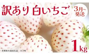 訳あり 白いちご 1kg【2026年3月発送開始】(茨城県共通返礼品：大子町) 苺 果物 フルーツ 果実 ご家庭用 